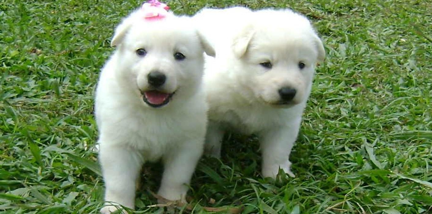 Cachorro Pastor Branco Suíço: características e fotos