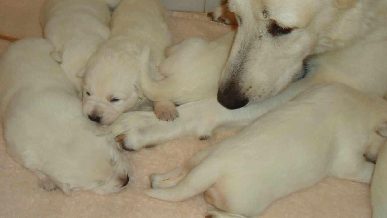 Pastor Branco Suiço - Cachorros e acessórios - Zona Central, Rio Claro  1254406657